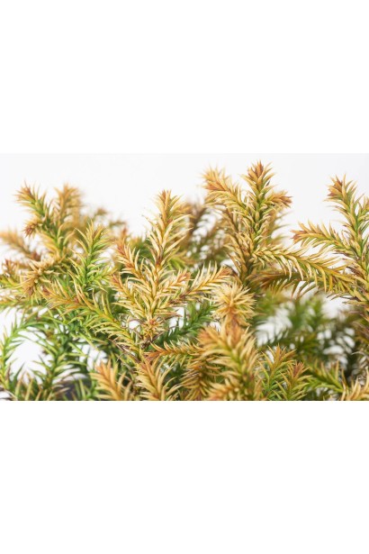 Криптомерія японська ’Vilmorin Gold’ хвоя